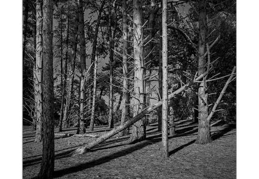 darktable.SZ4FS1