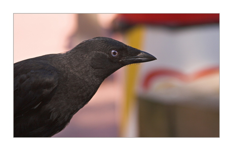 ebcrowfoc.jpg