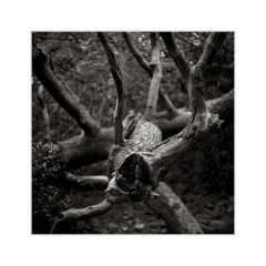 A7R00840