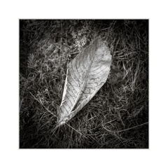 A7R00832