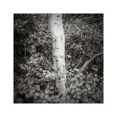 A7R00819